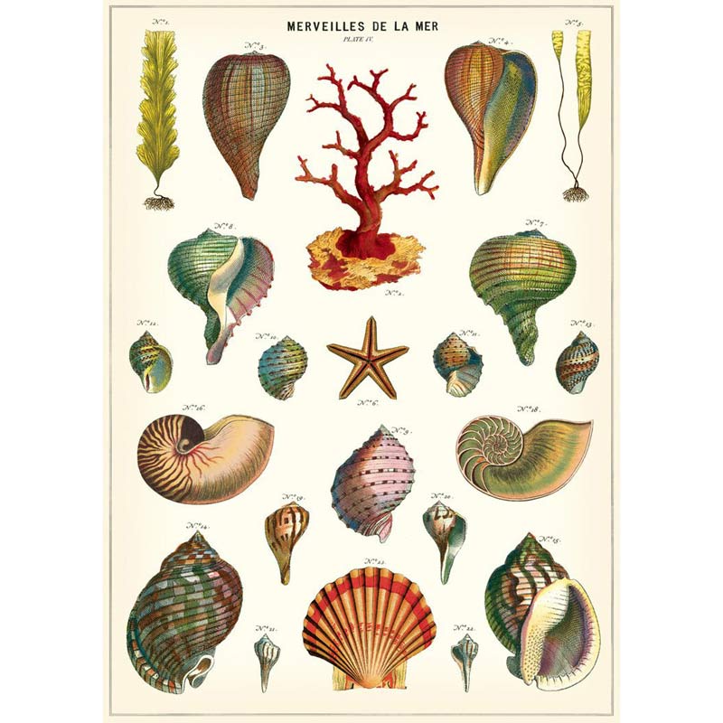 Plakat med Seashell fra Cavallini - Grønlykke.com