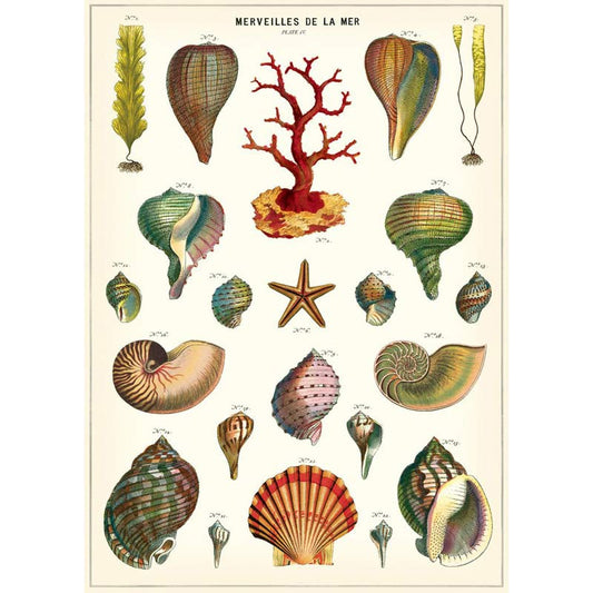Plakat med Seashell fra Cavallini - Grønlykke.com