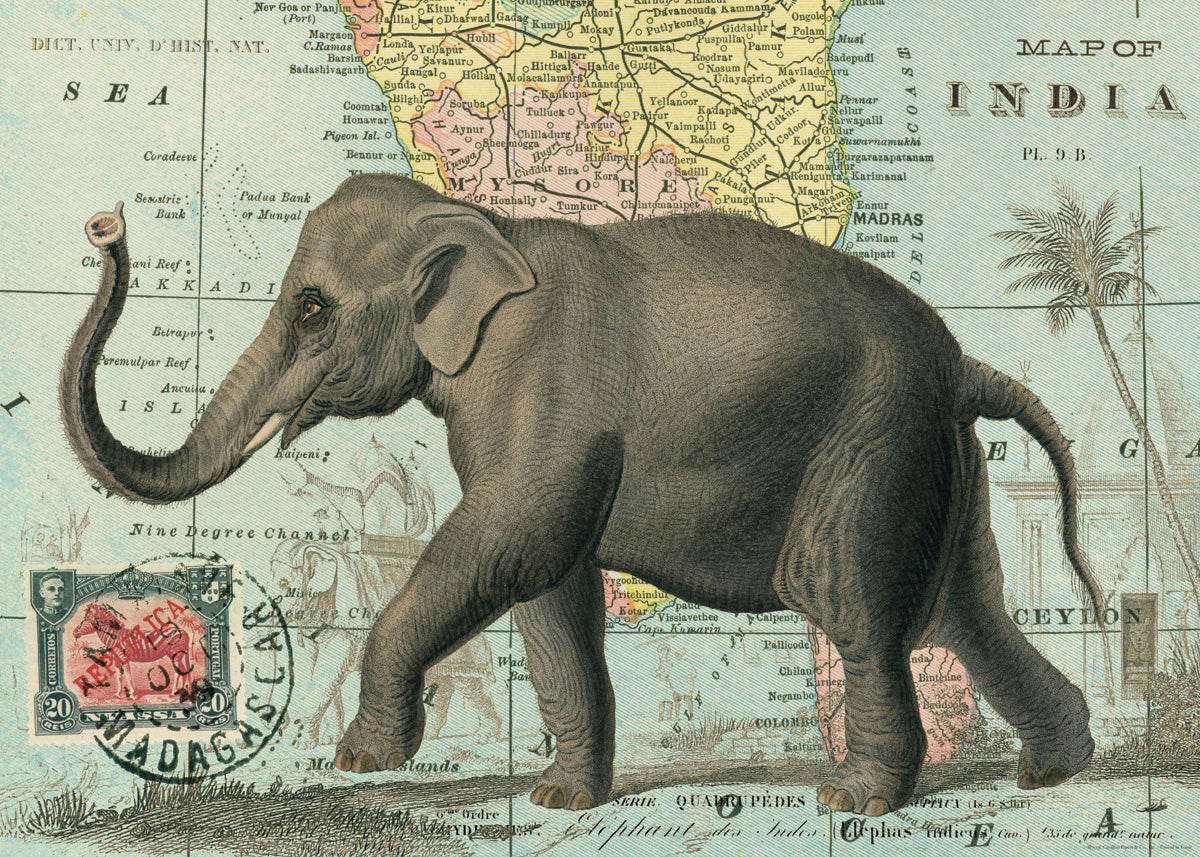 Plakat med Elefant fra Cavallini I grønlykke.com