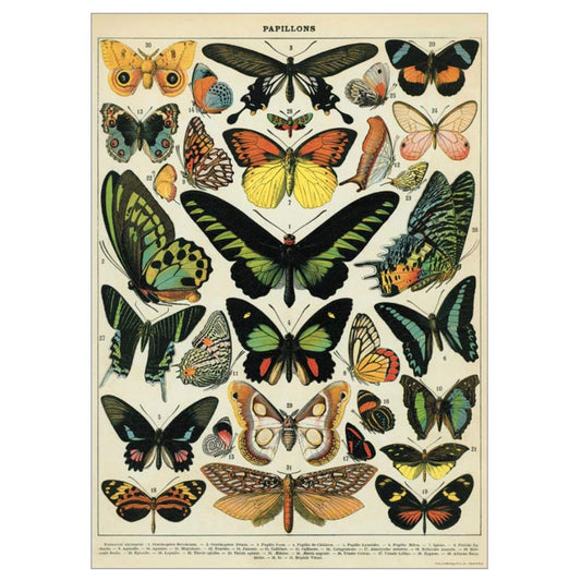 Plakat med sommerfugle fra Cavallini I grønlykke.com